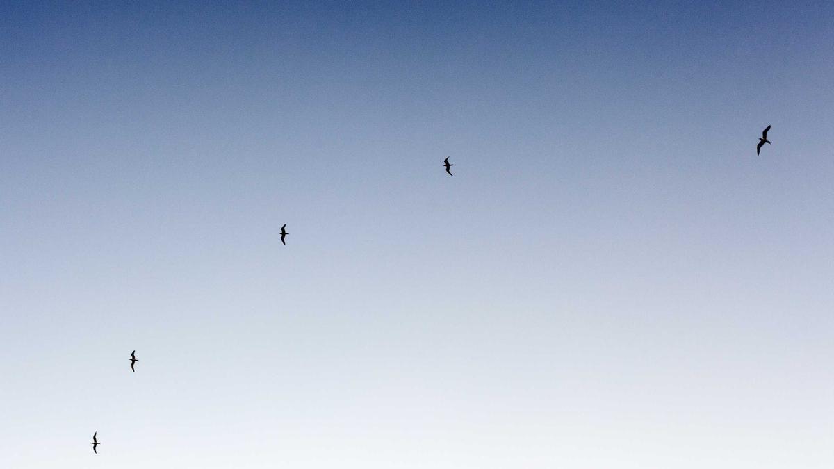 Detailansicht: Sinner