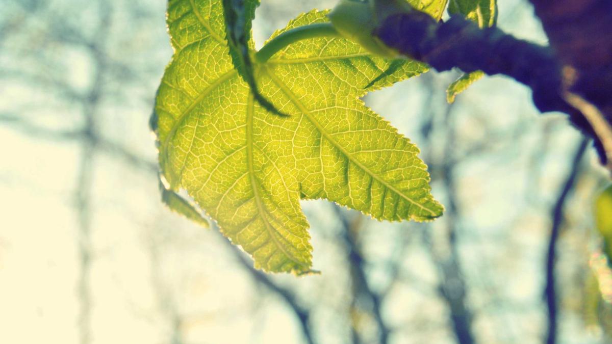 Symbolbild zum Thema Skirennen