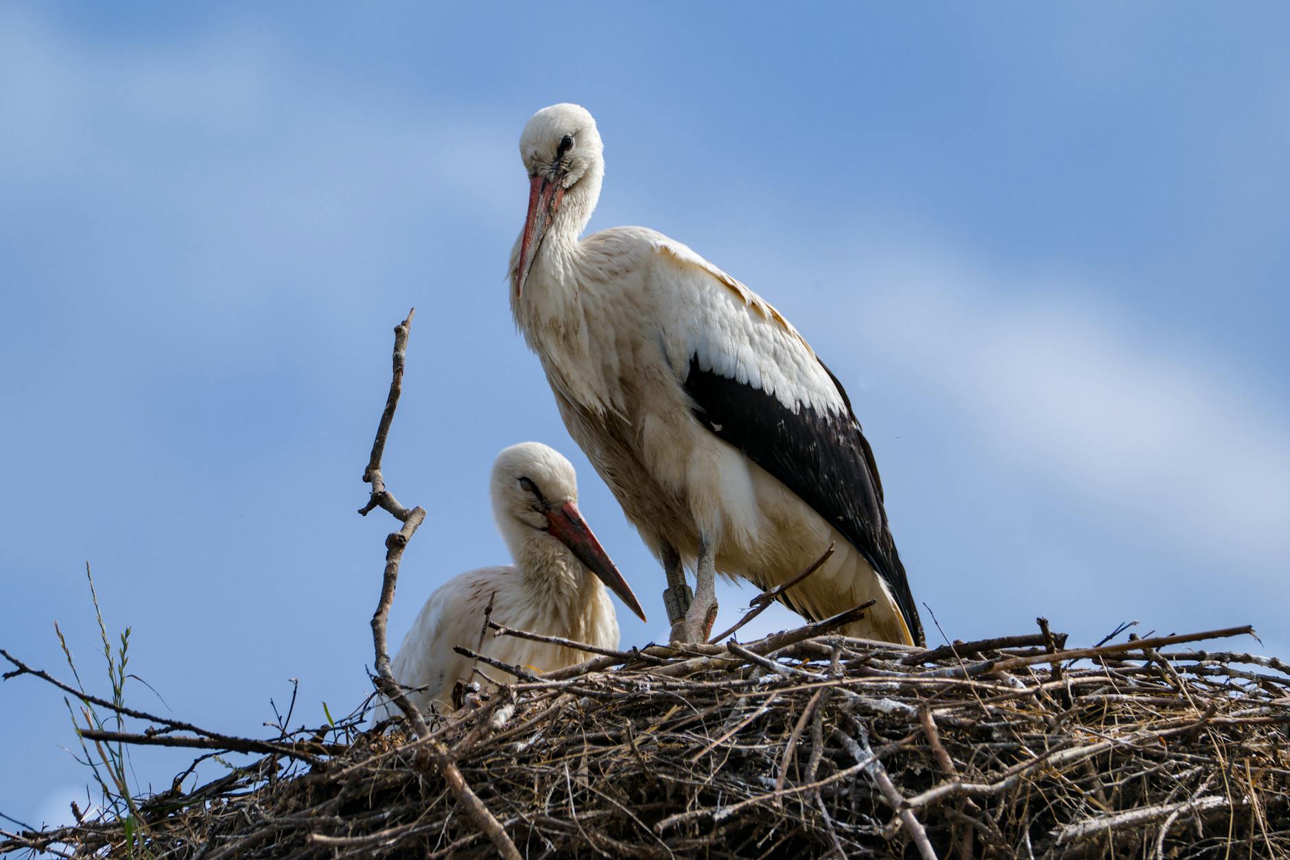 Detailansicht: Solothurn Kringel