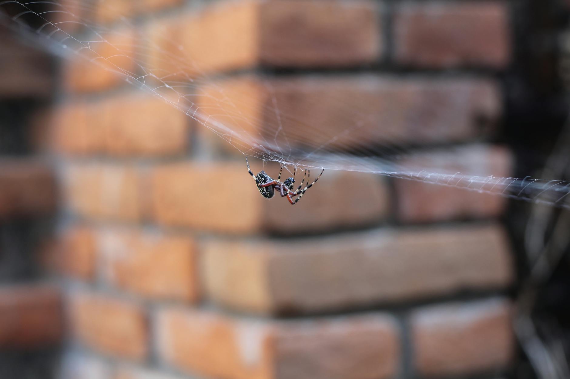 Illustration zu Spider-man Rückkehr Garfield