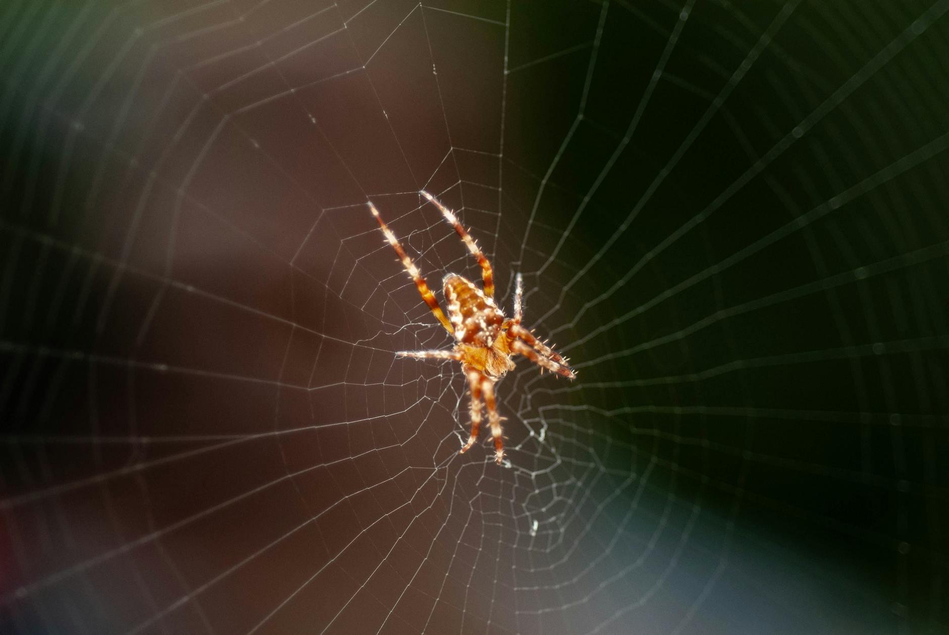 Detailansicht: Spider-man Rückkehr Garfield