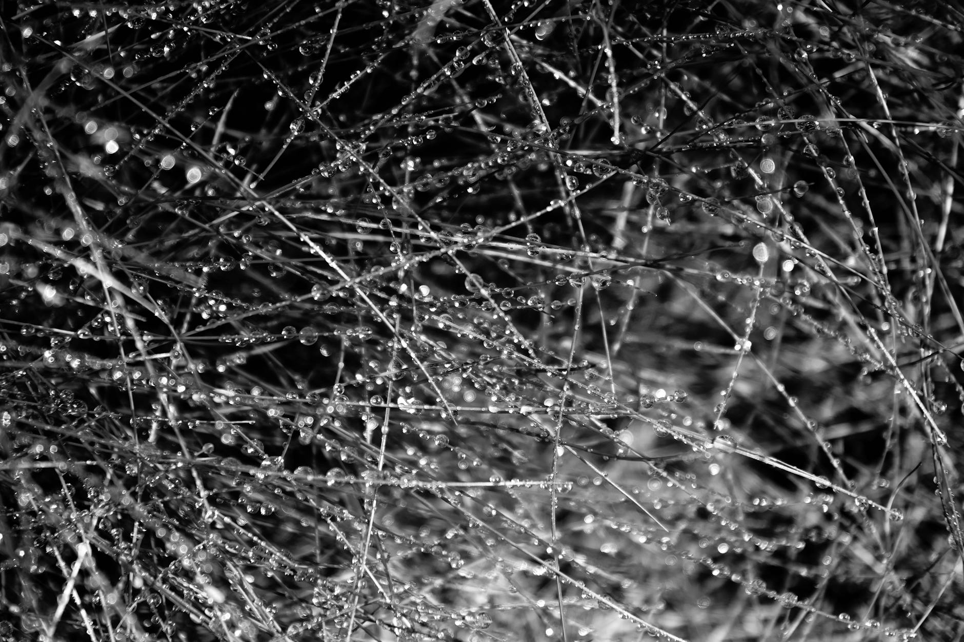 Spider Noir Name Illustration zu Spider Noir Name