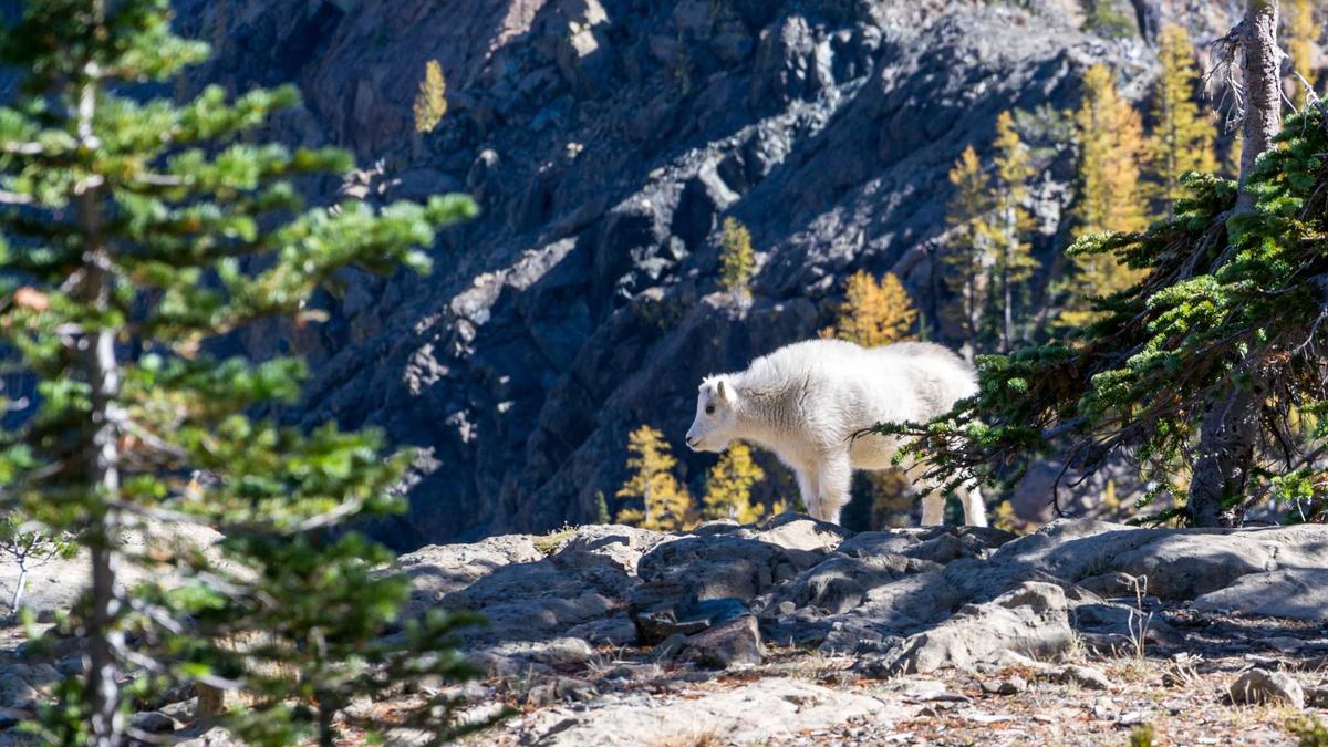 Detailansicht: Spielzeug Rückruf Asbest