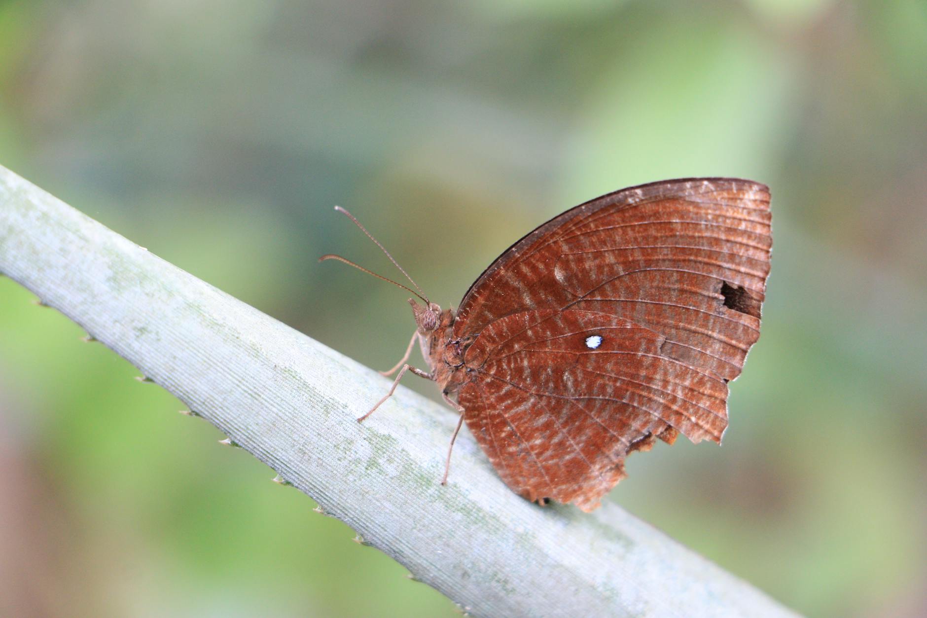Symbolbild zum Thema Sri Lanka