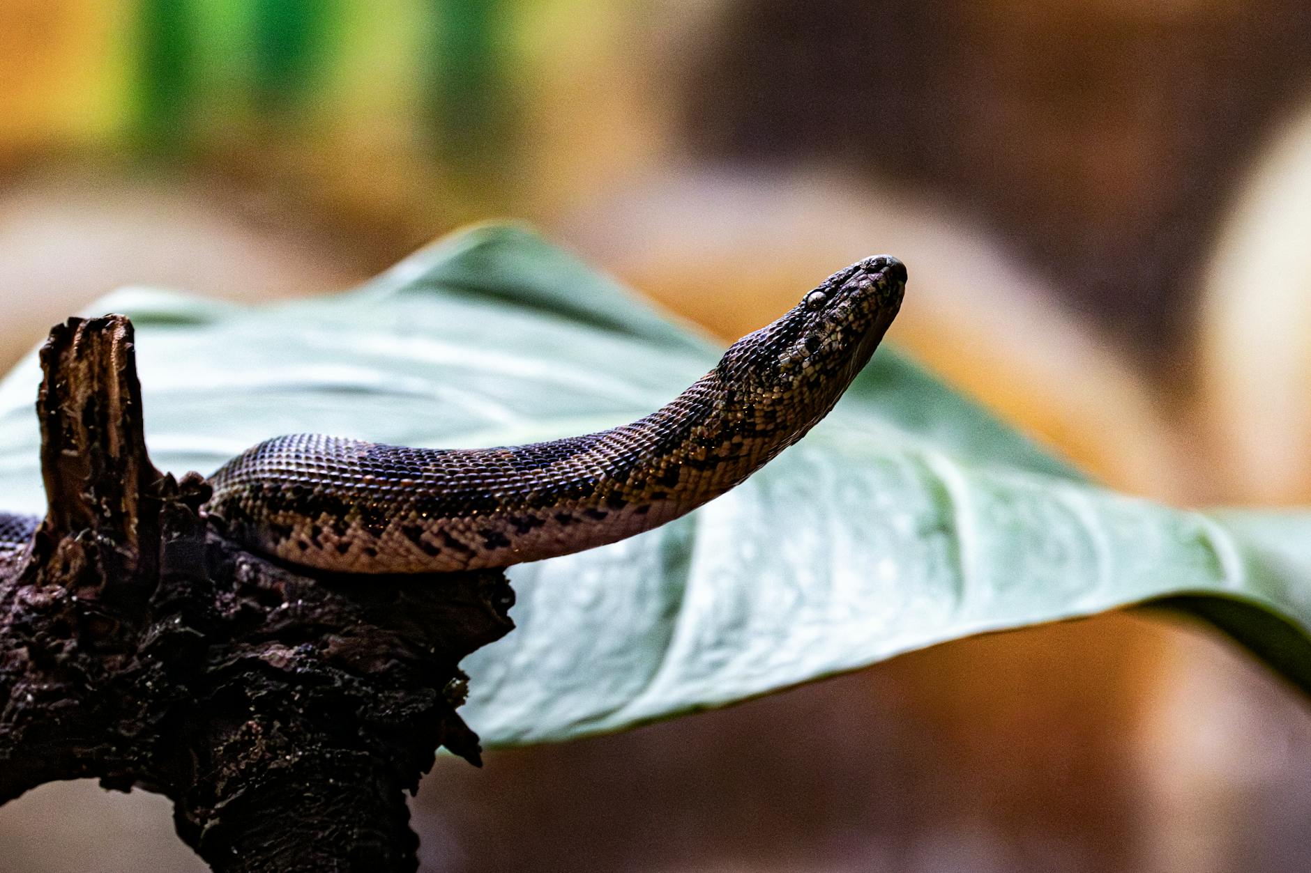 Starfield Terran Armada Detailansicht: Starfield Terran Armada