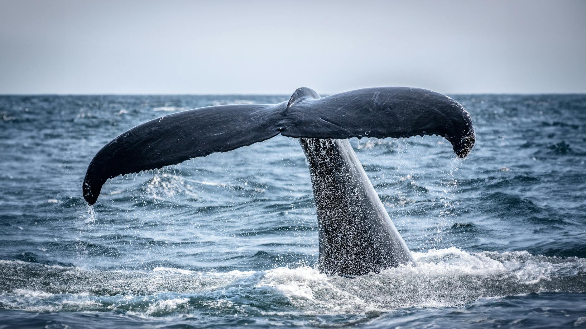 Detailansicht: Sterbender Wal Ostsee