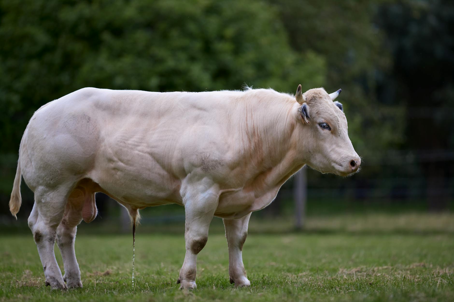 Stierangriff Waadt Detailansicht: Stierangriff Waadt