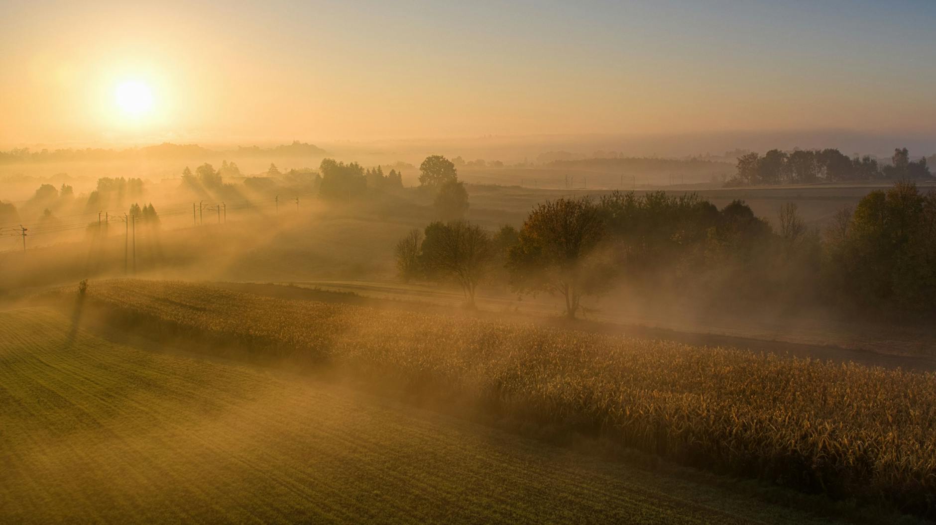 Illustration zu Sunrise On The Reaping