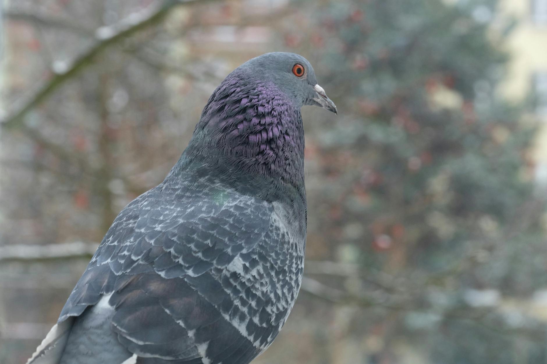 Symbolbild zum Thema Tauben Zürich