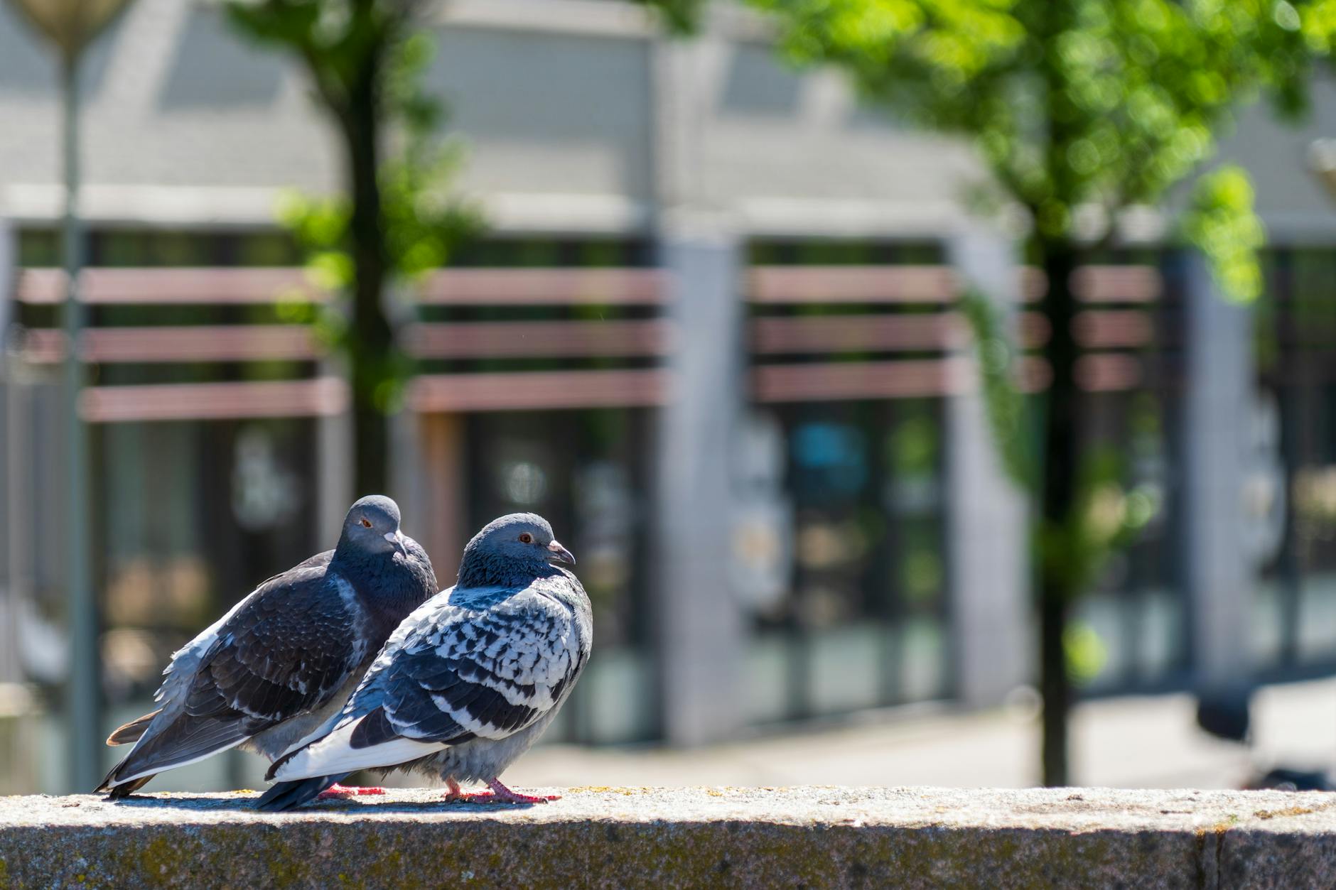 Detailansicht: Tauben Zürich