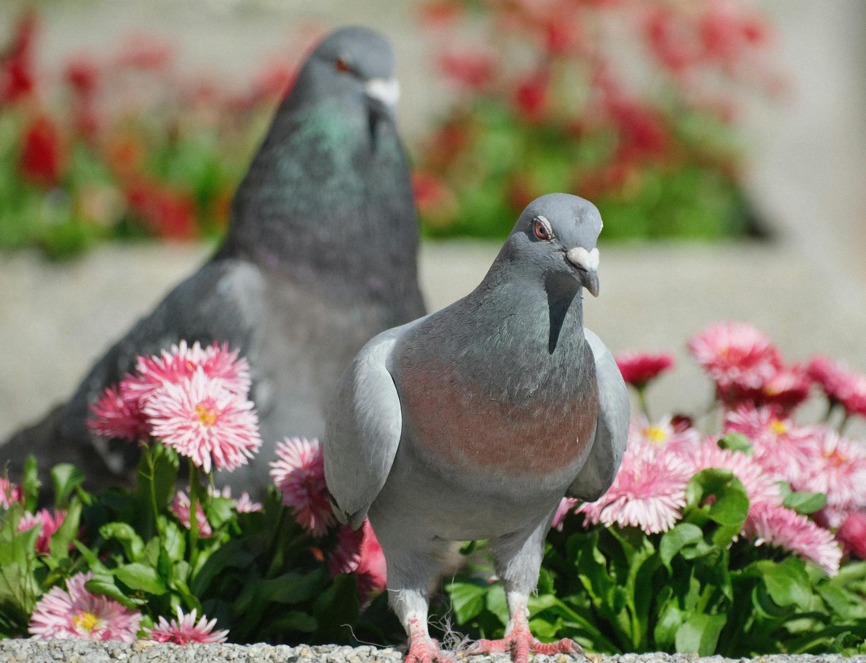 Illustration zu Taubenproblem Stadelhofen