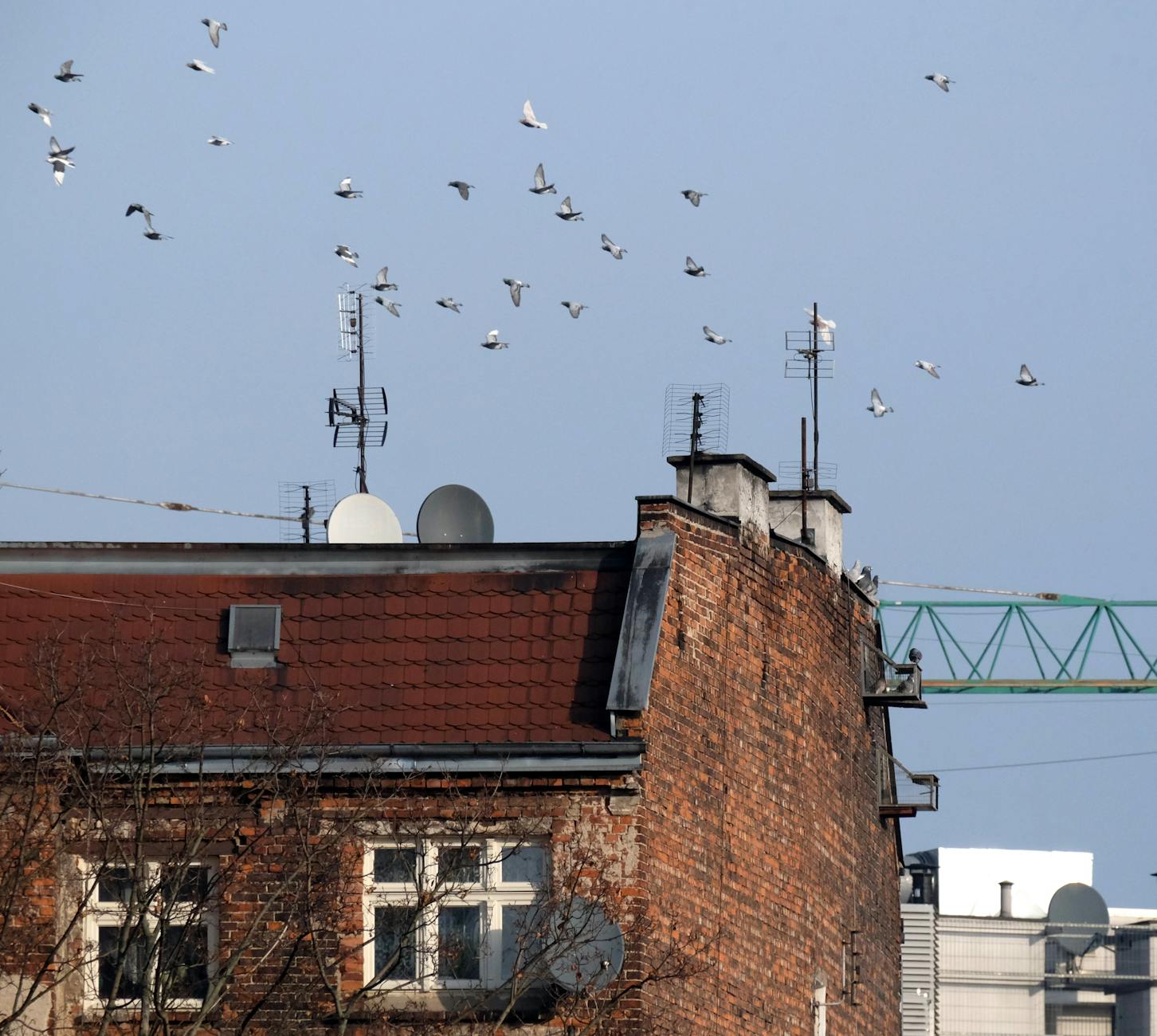 Symbolbild zum Thema Taubenproblem Stadelhofen
