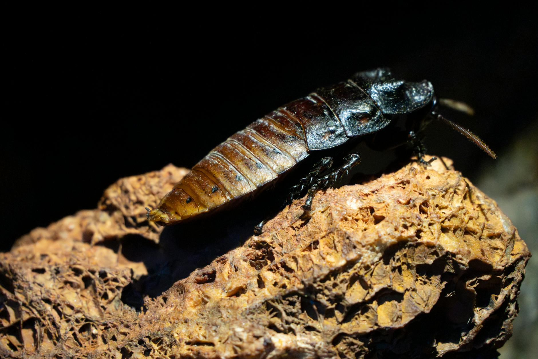 Symbolbild zum Thema The Cockroaches Rolling Stones