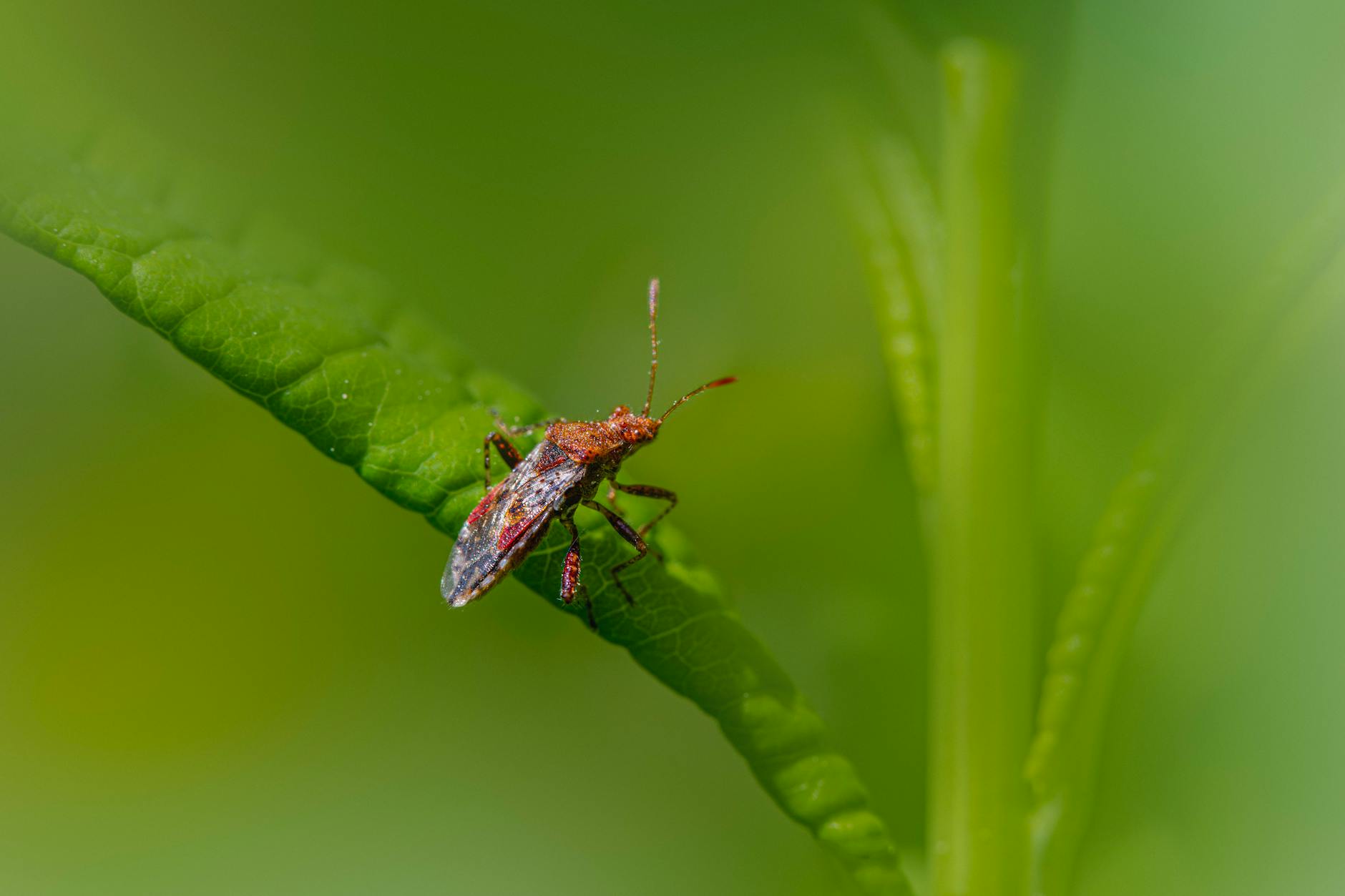 Illustration zu Thripse Bekämpfen