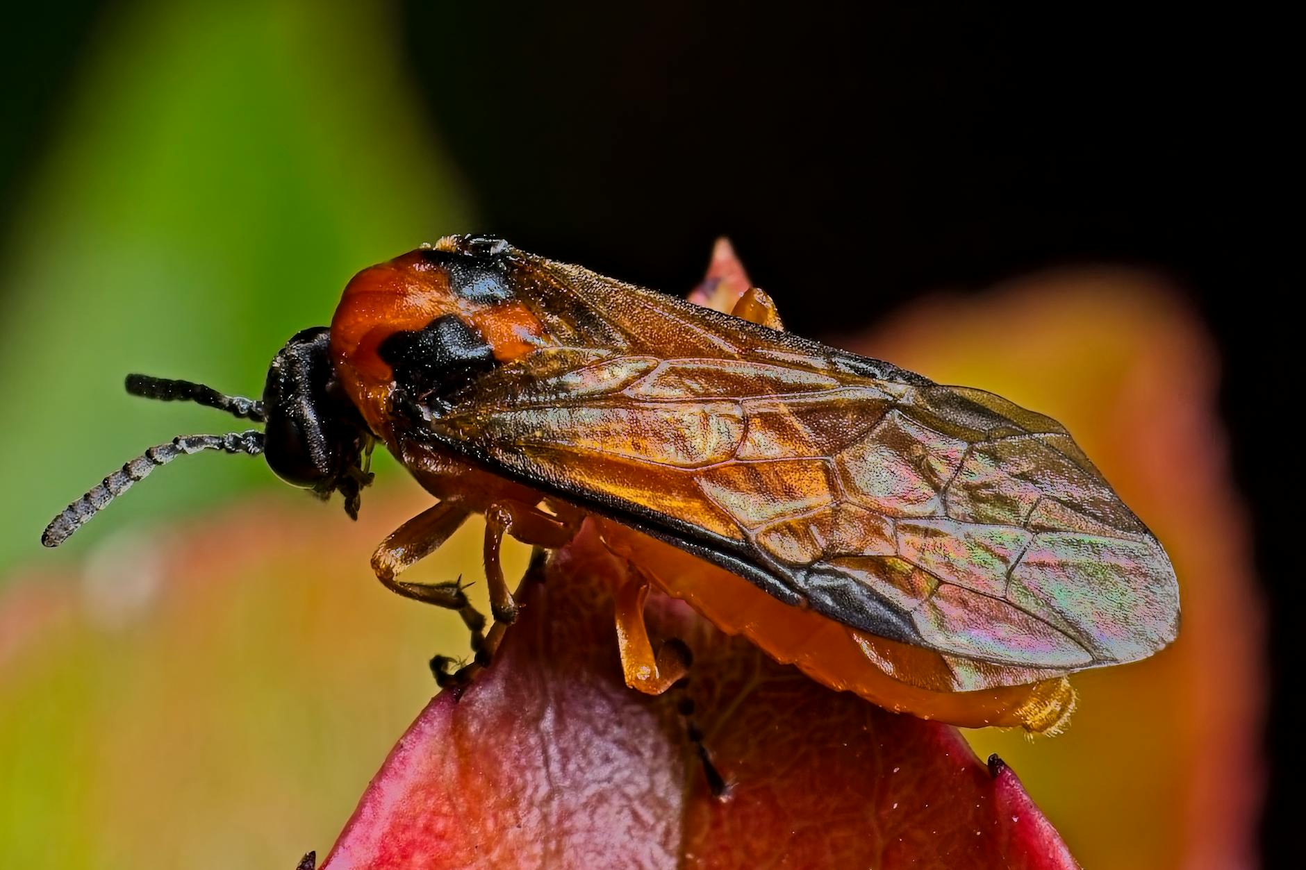 Symbolbild zum Thema Thripse Bekämpfen