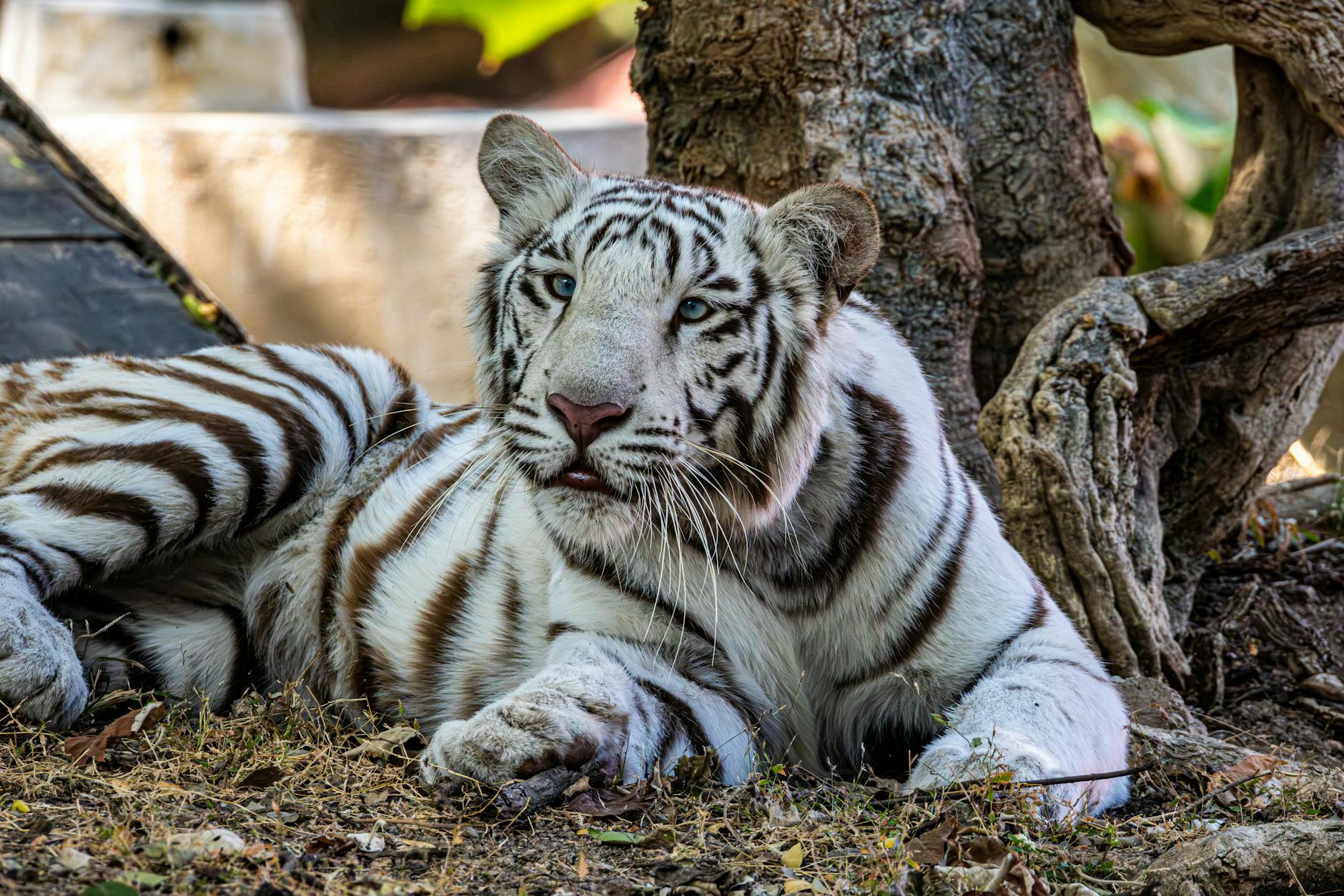 Tiger Woods Unfall Illustration zu Tiger Woods Unfall