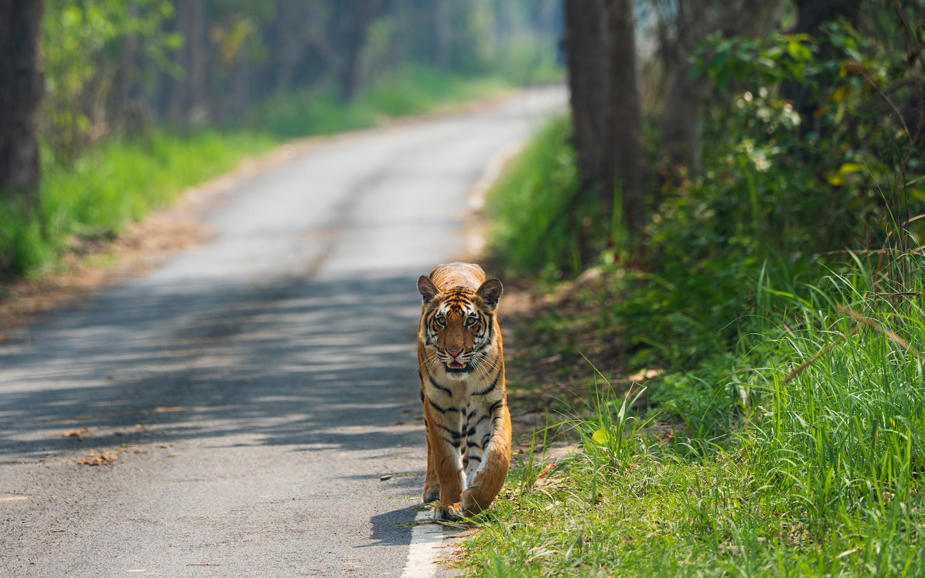 Tiger Woods Unfall Detailansicht: Tiger Woods Unfall