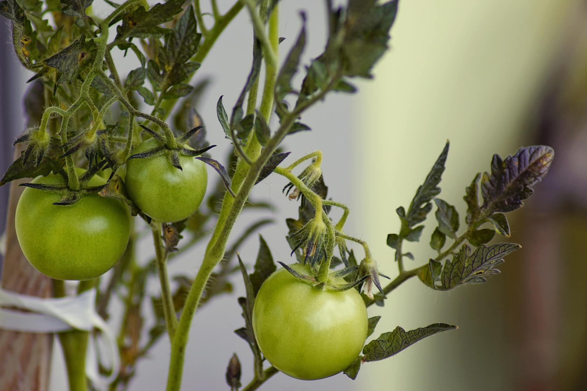 Detailansicht: Tomaten Richtig Gießen