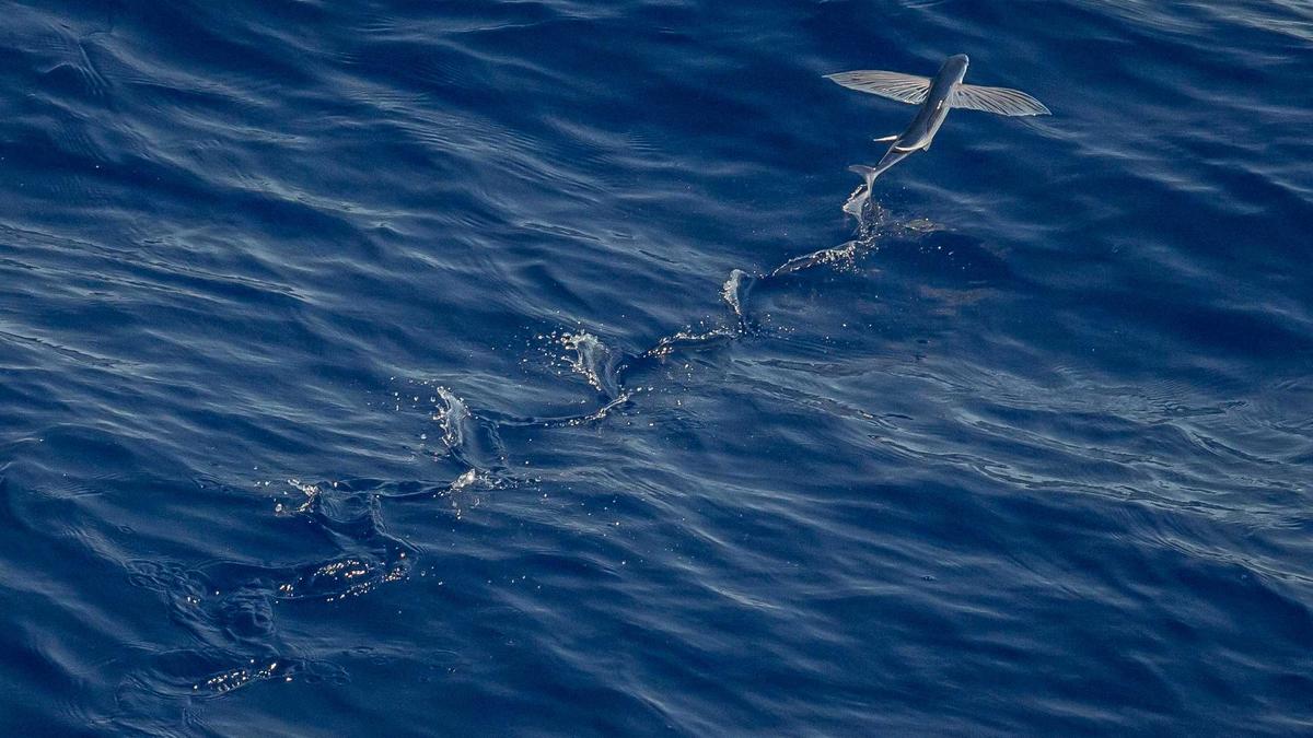 Illustration zu Trump Merz