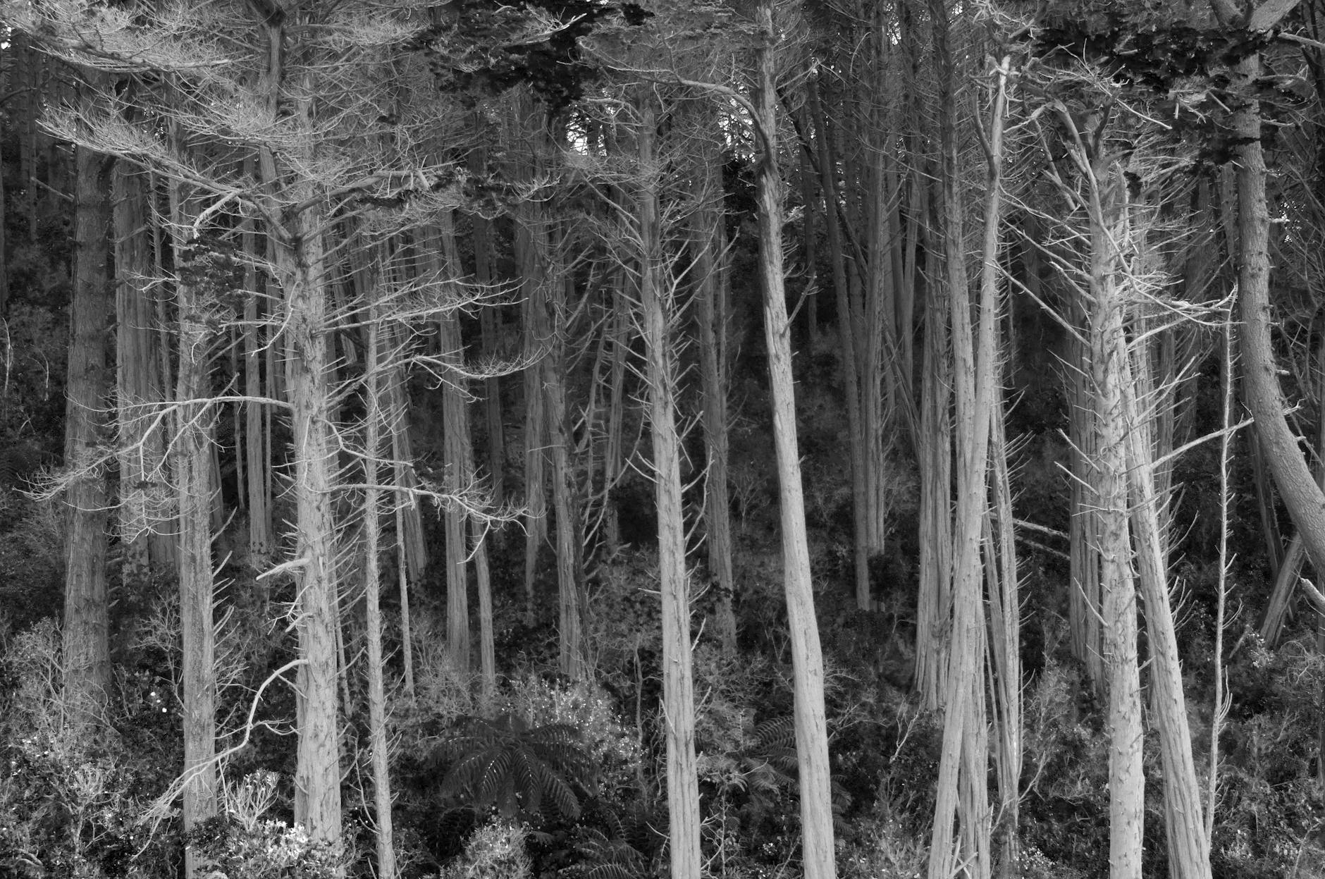 Uae VS New Zealand Symbolbild zum Thema Uae VS New Zealand