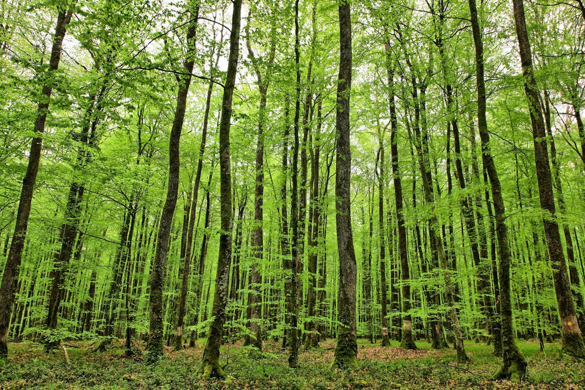 Illustration zu Unkraut Aus Fugen Entfernen