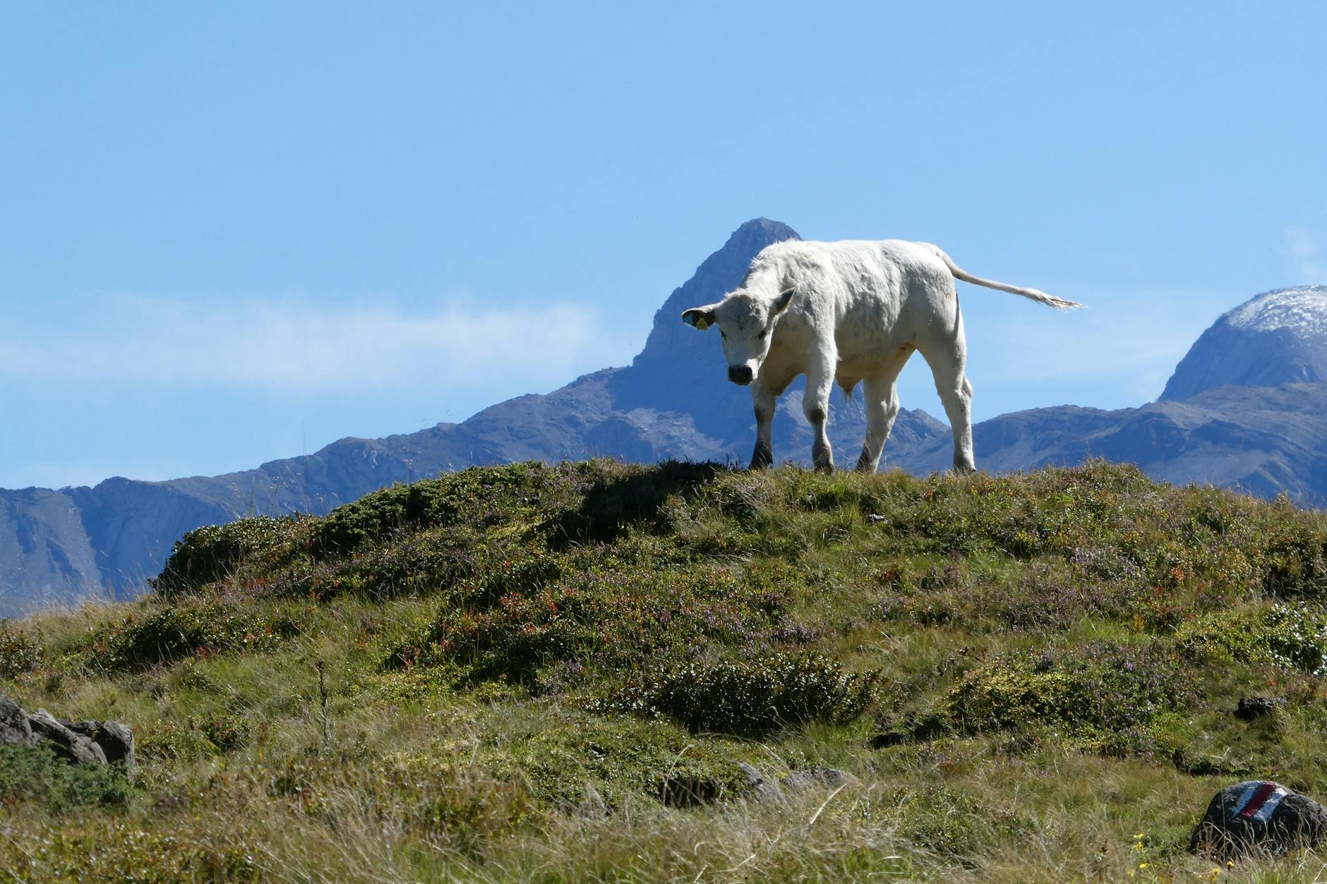 Illustration zu Valentinstag Blumen Klimabilanz