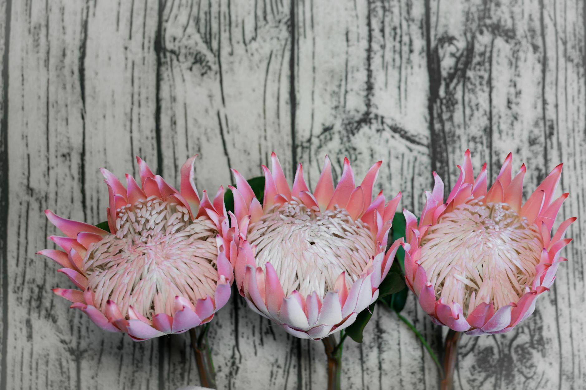 Detailansicht: Valentinstag Blumen Klimabilanz