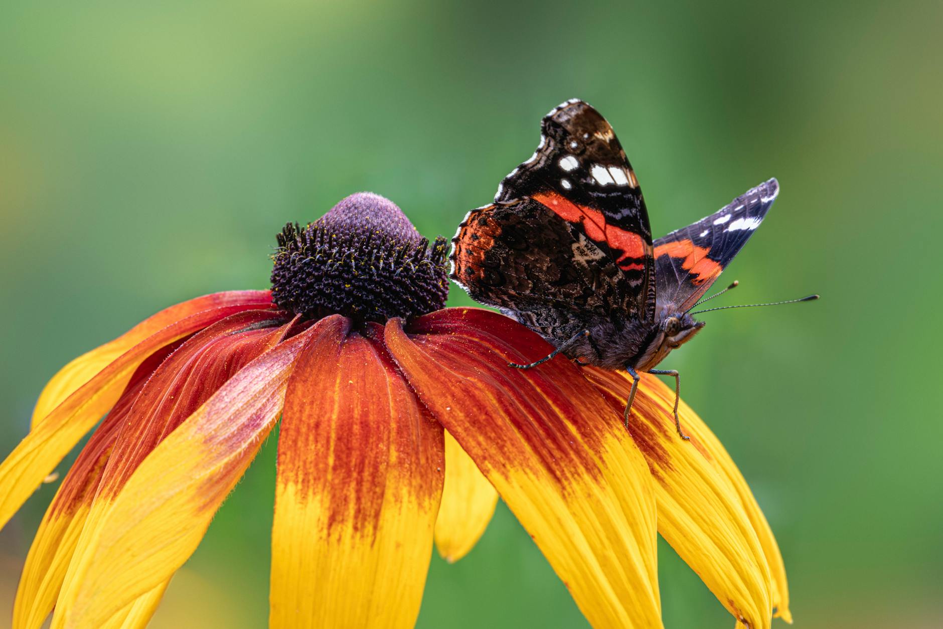 Illustration zu Vanessa Voigt