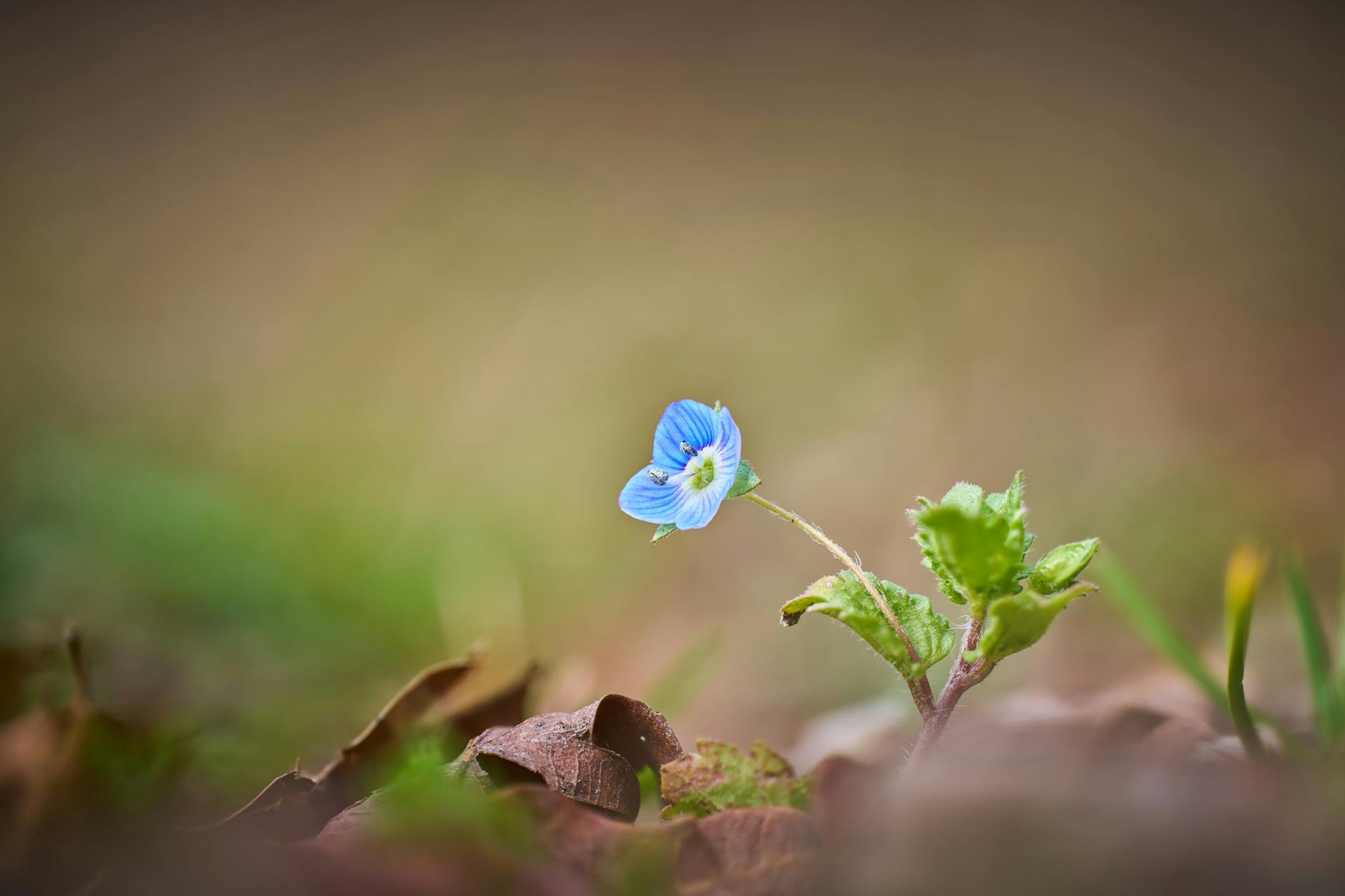 Veronica Fusaro Esc Song Illustration zu Veronica Fusaro Esc Song