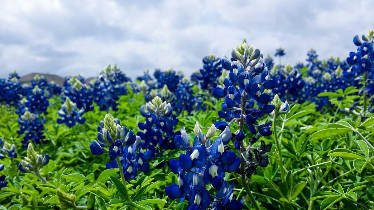 Detailansicht: Vertrauensfrage Gemeindepräsident