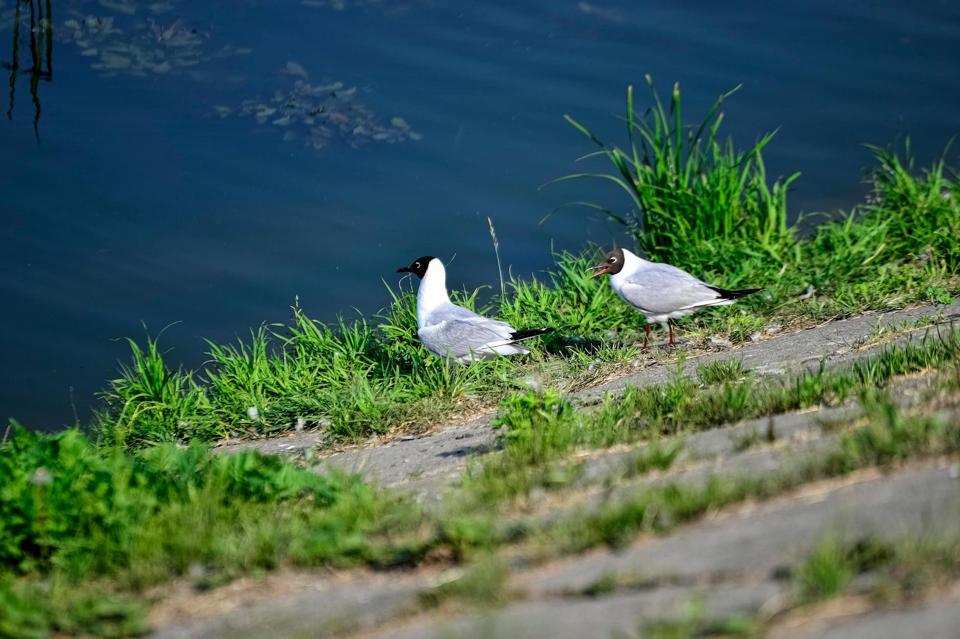 Illustration zu Vladimir Netflix Serie