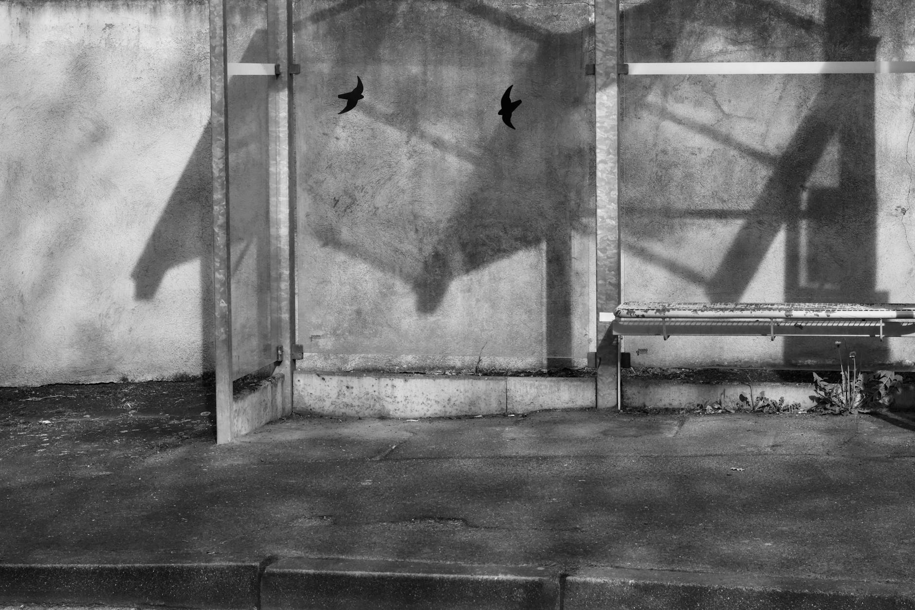 Vogelsterben Bad Krozingen Detailansicht: Vogelsterben Bad Krozingen