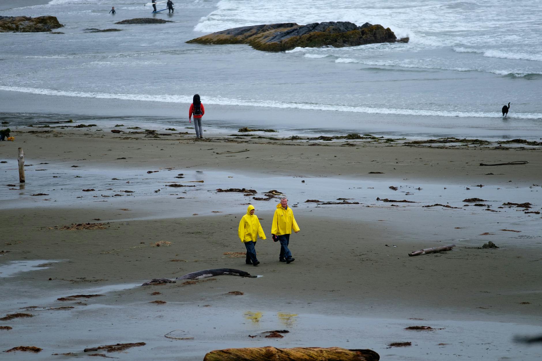 Illustration zu Wal Gestrandet