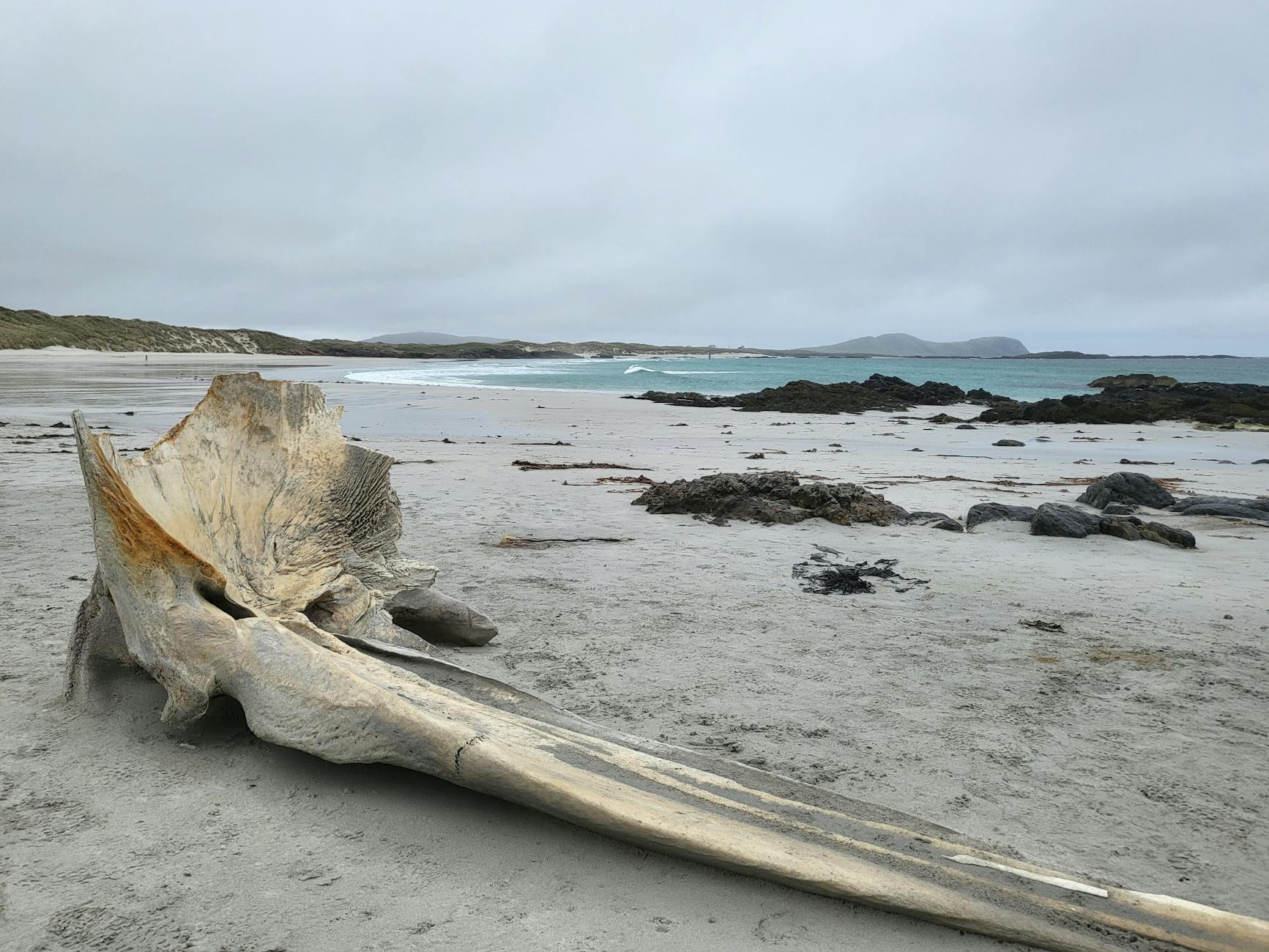 Symbolbild zum Thema Wal Gestrandet