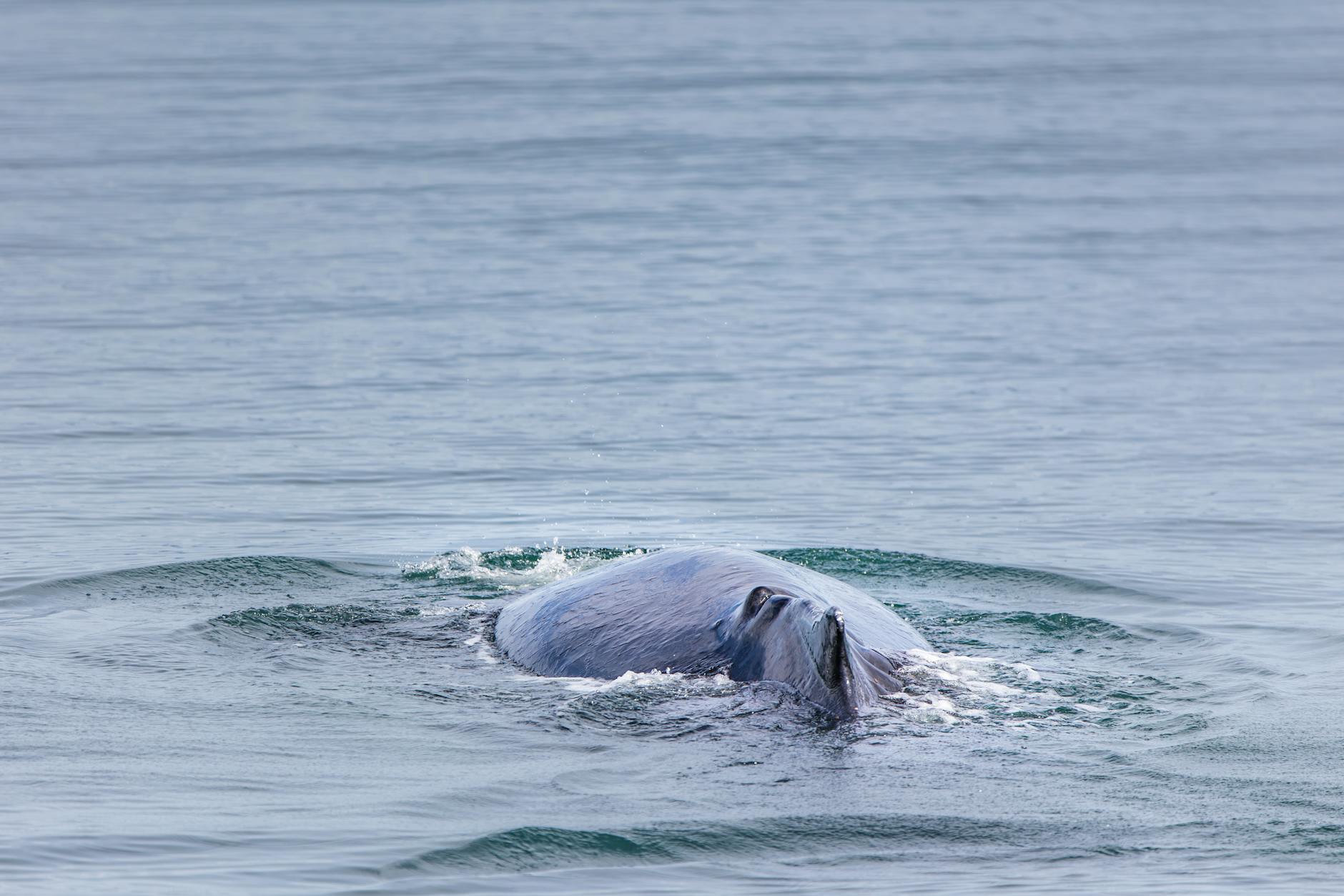 Detailansicht: Wal Ostsee Gestrandet