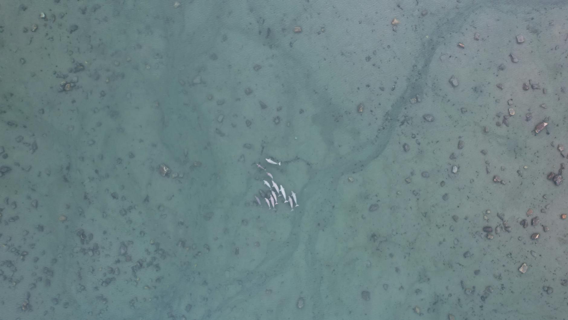 Symbolbild zum Thema Wal Strandung Ostsee