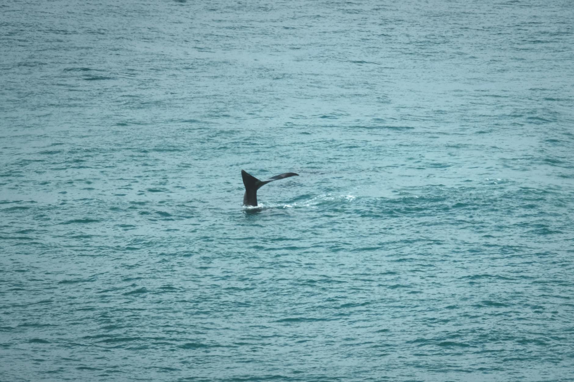 Symbolbild zum Thema Wal Strandung Ostsee