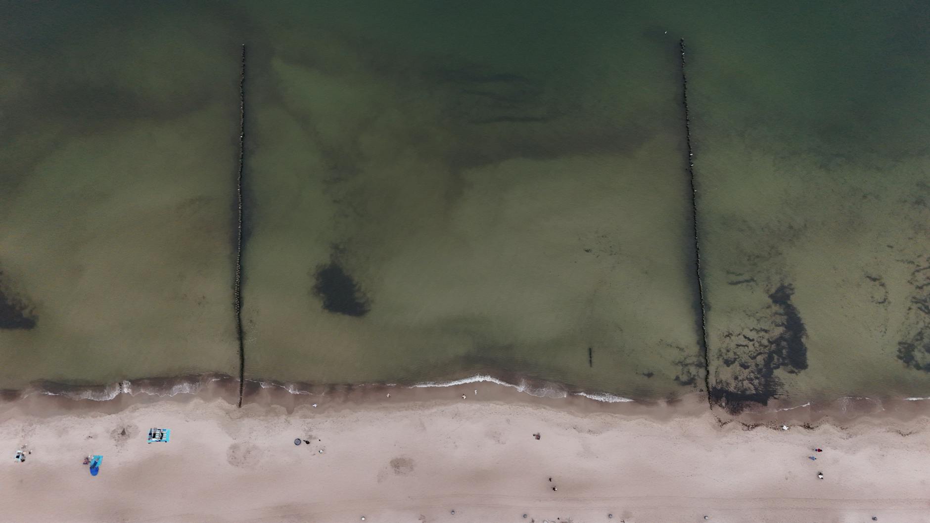 Detailansicht: Wal Strandung Ostsee