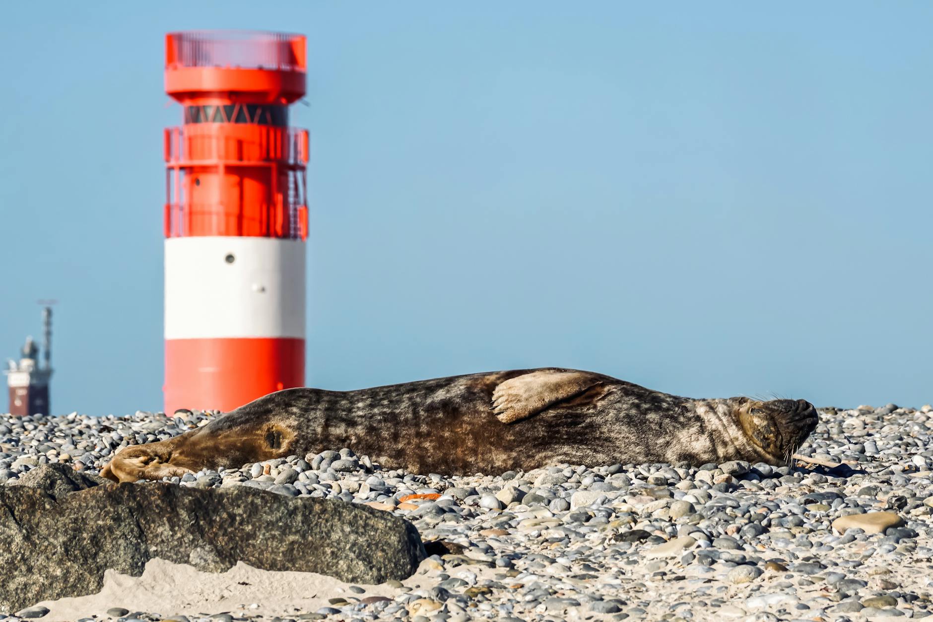 Wal Strandung Ostsee Detailansicht: Wal Strandung Ostsee