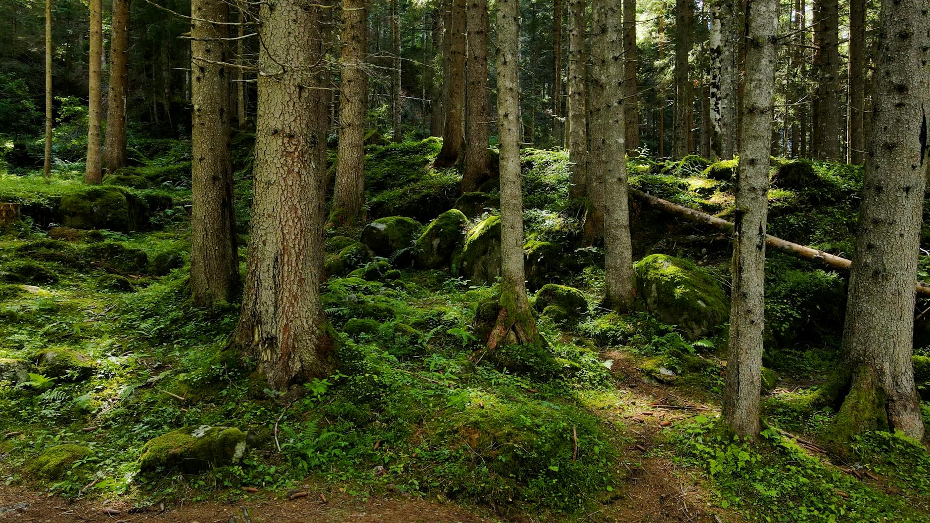 Symbolbild zum Thema Waldbrand Brusio