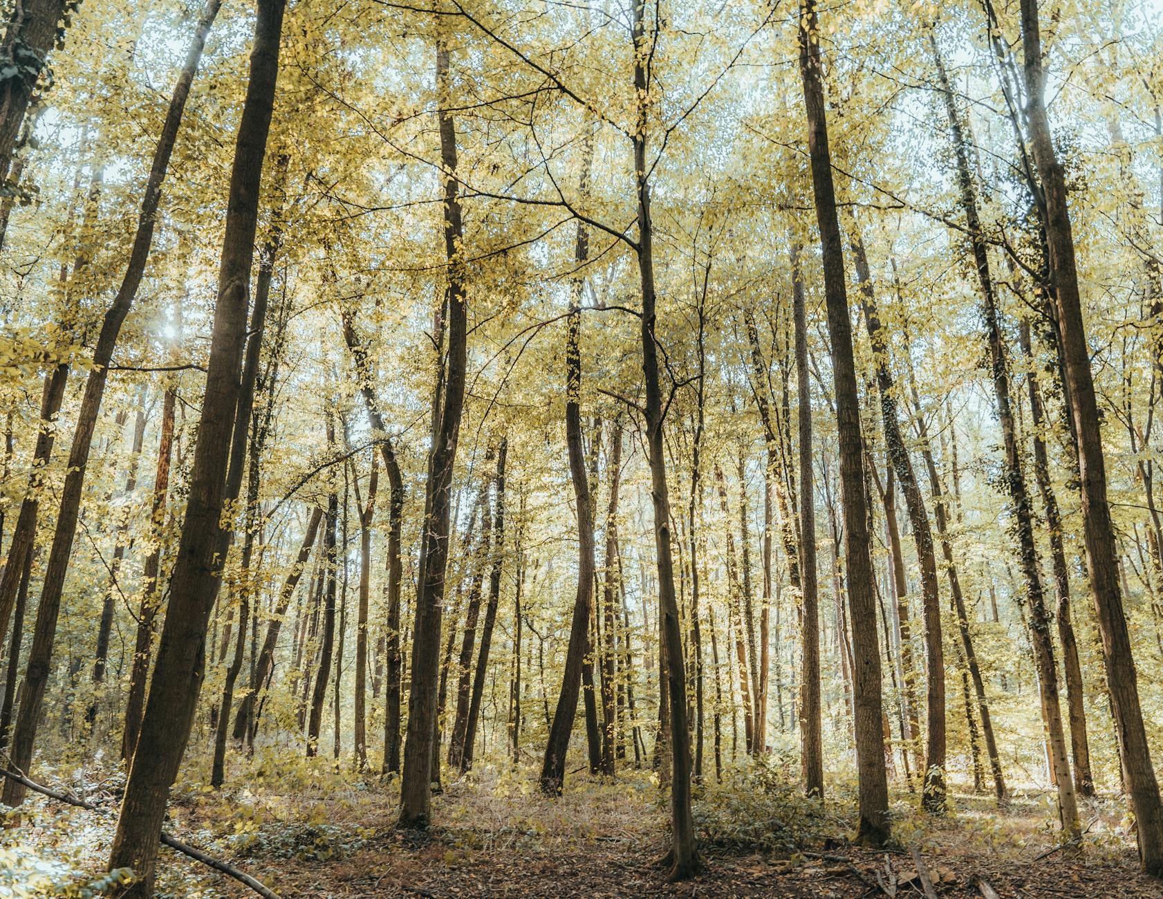 Waldgeräusche Wirkung Symbolbild zum Thema Waldgeräusche Wirkung