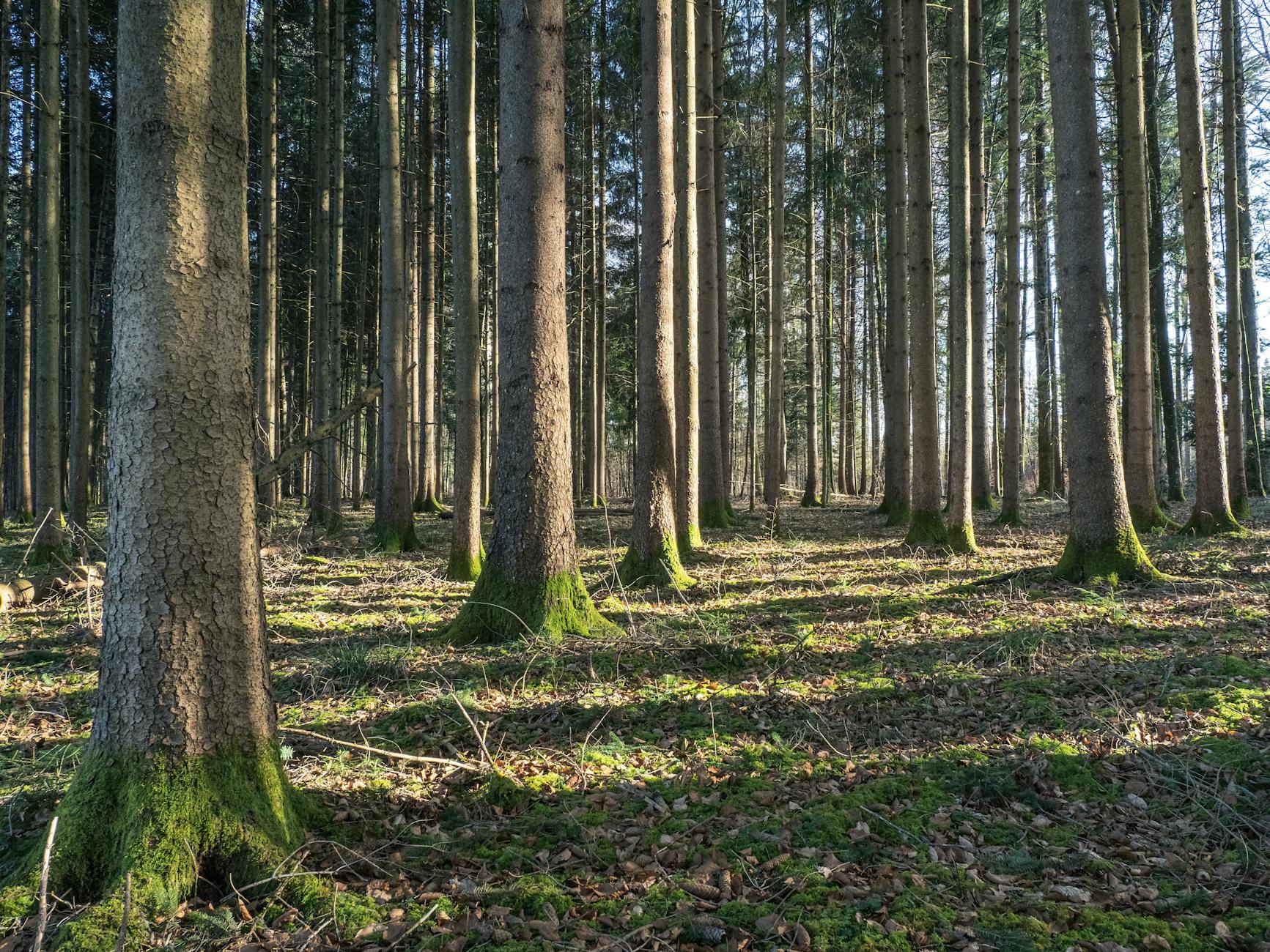 Waldgeräusche Wirkung Detailansicht: Waldgeräusche Wirkung
