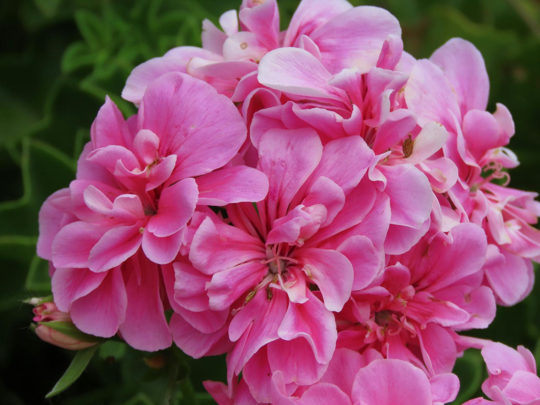 Illustration zu Wale Gefährdung