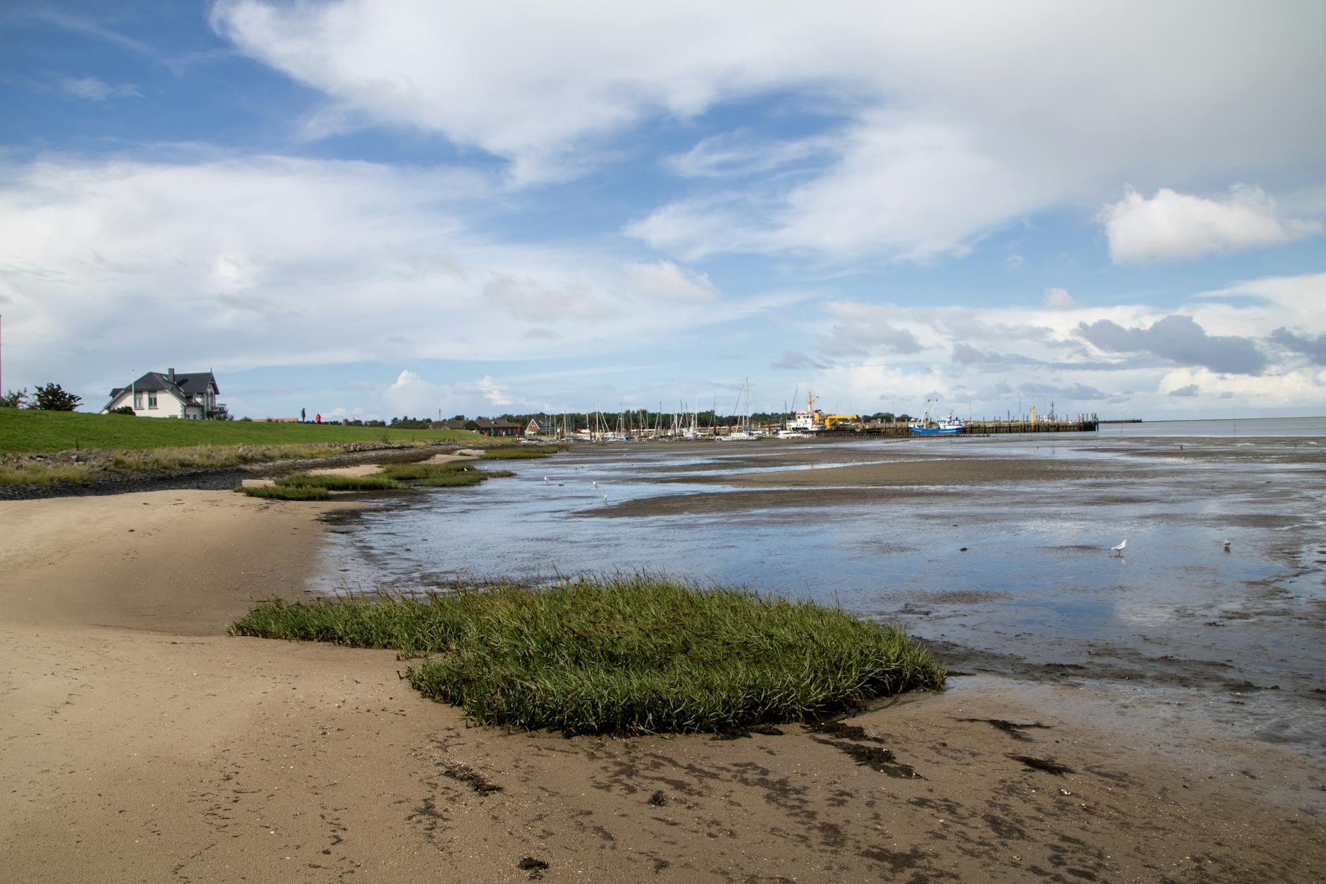 Walstrandung Wismar Bucht Illustration zu Walstrandung Wismar Bucht
