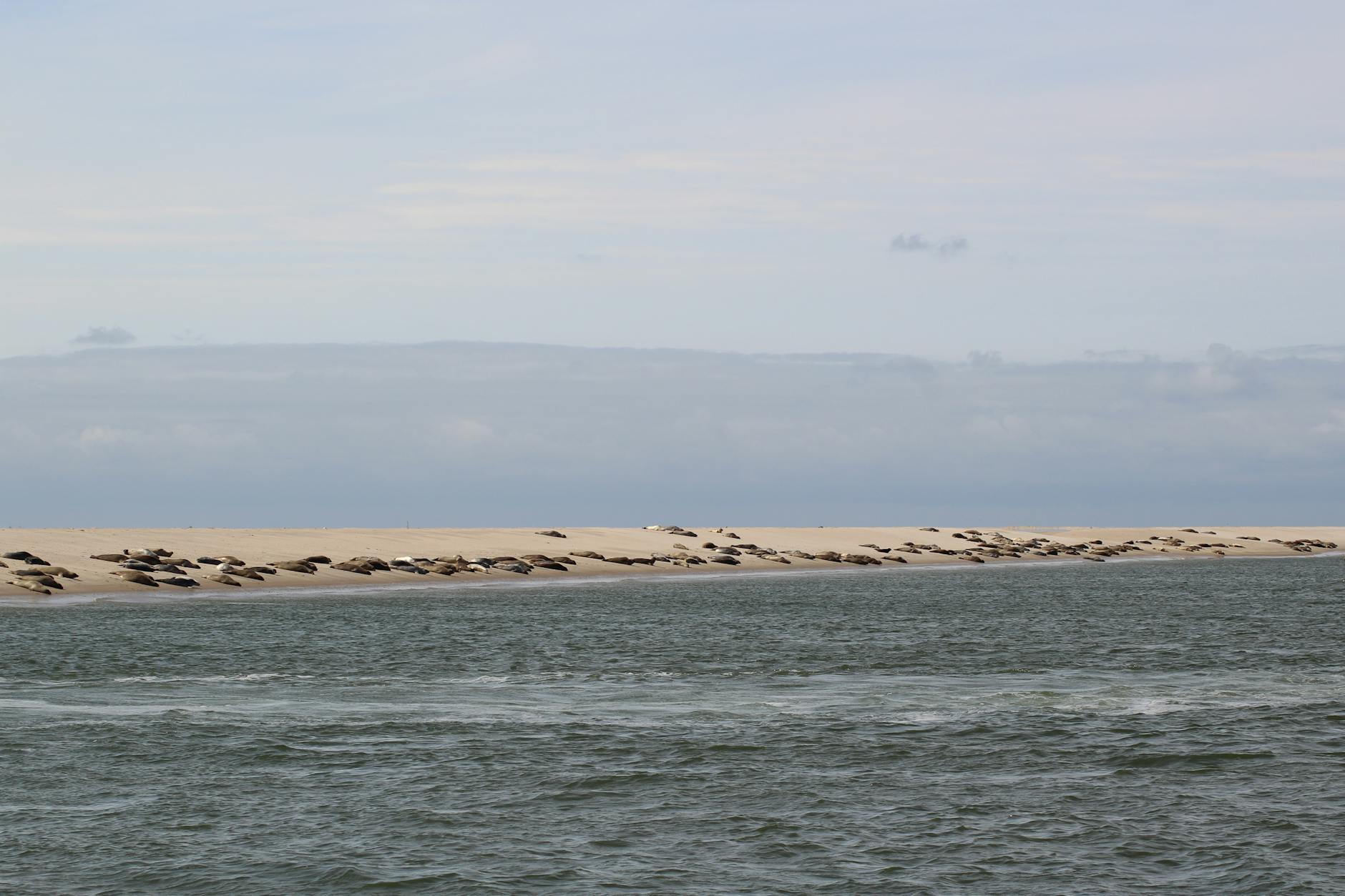 Walstrandung Wismar Bucht Symbolbild zum Thema Walstrandung Wismar Bucht