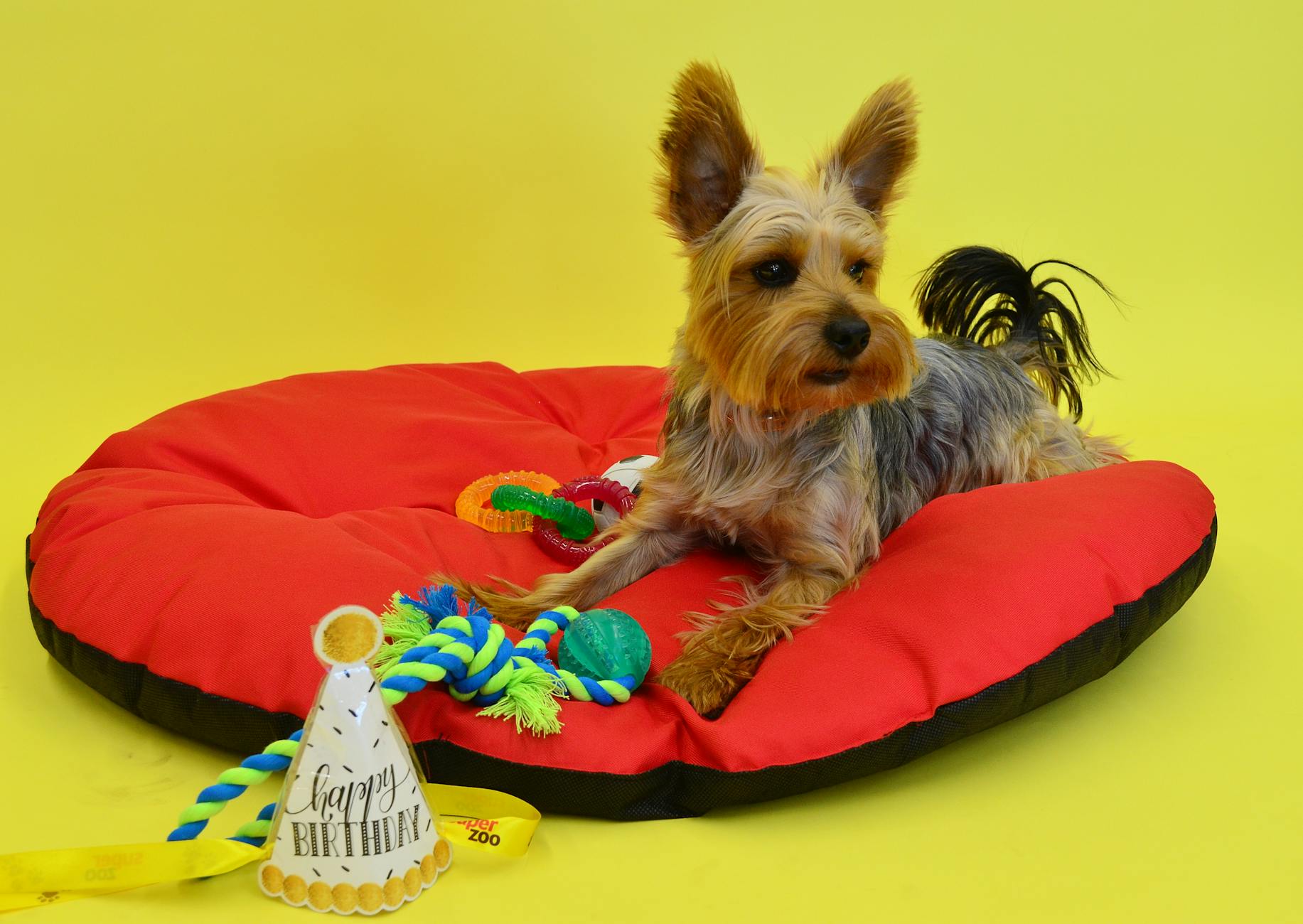 Illustration zu Waschbares Hundebett