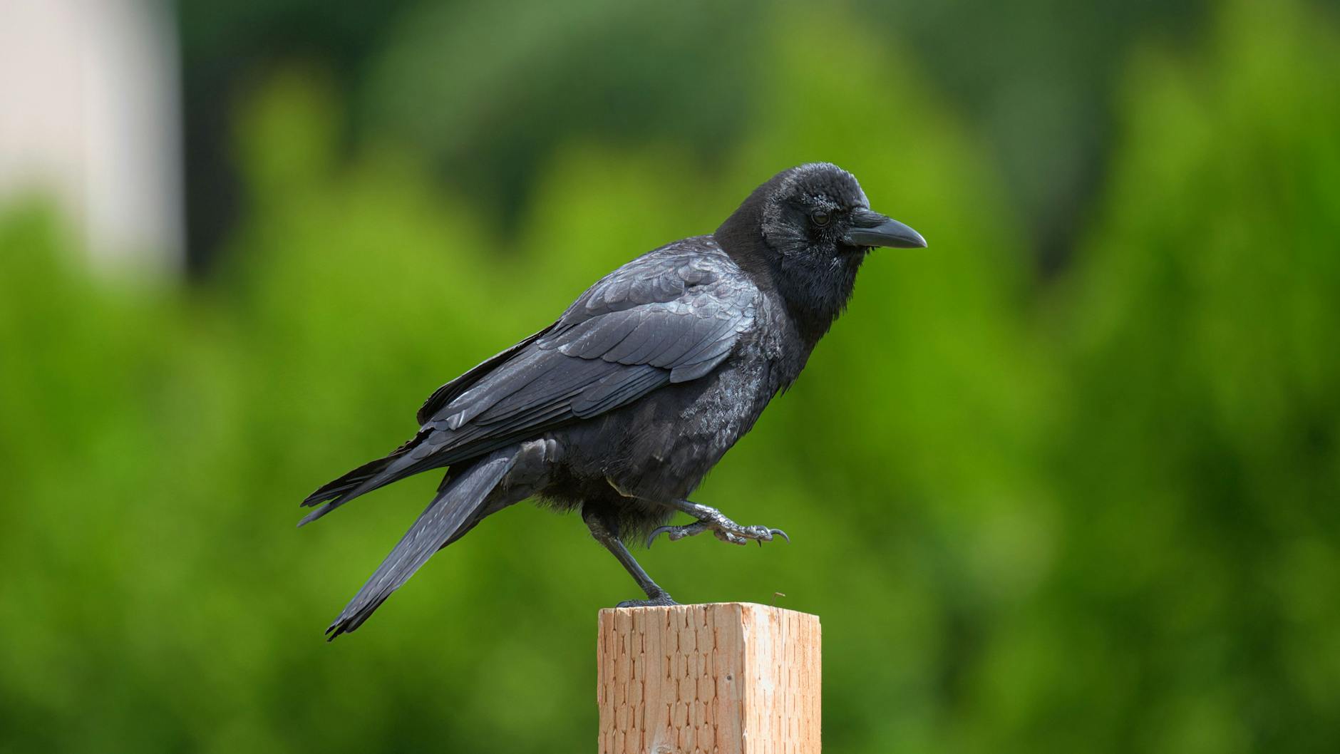 Detailansicht: Washington Post Entlassungen