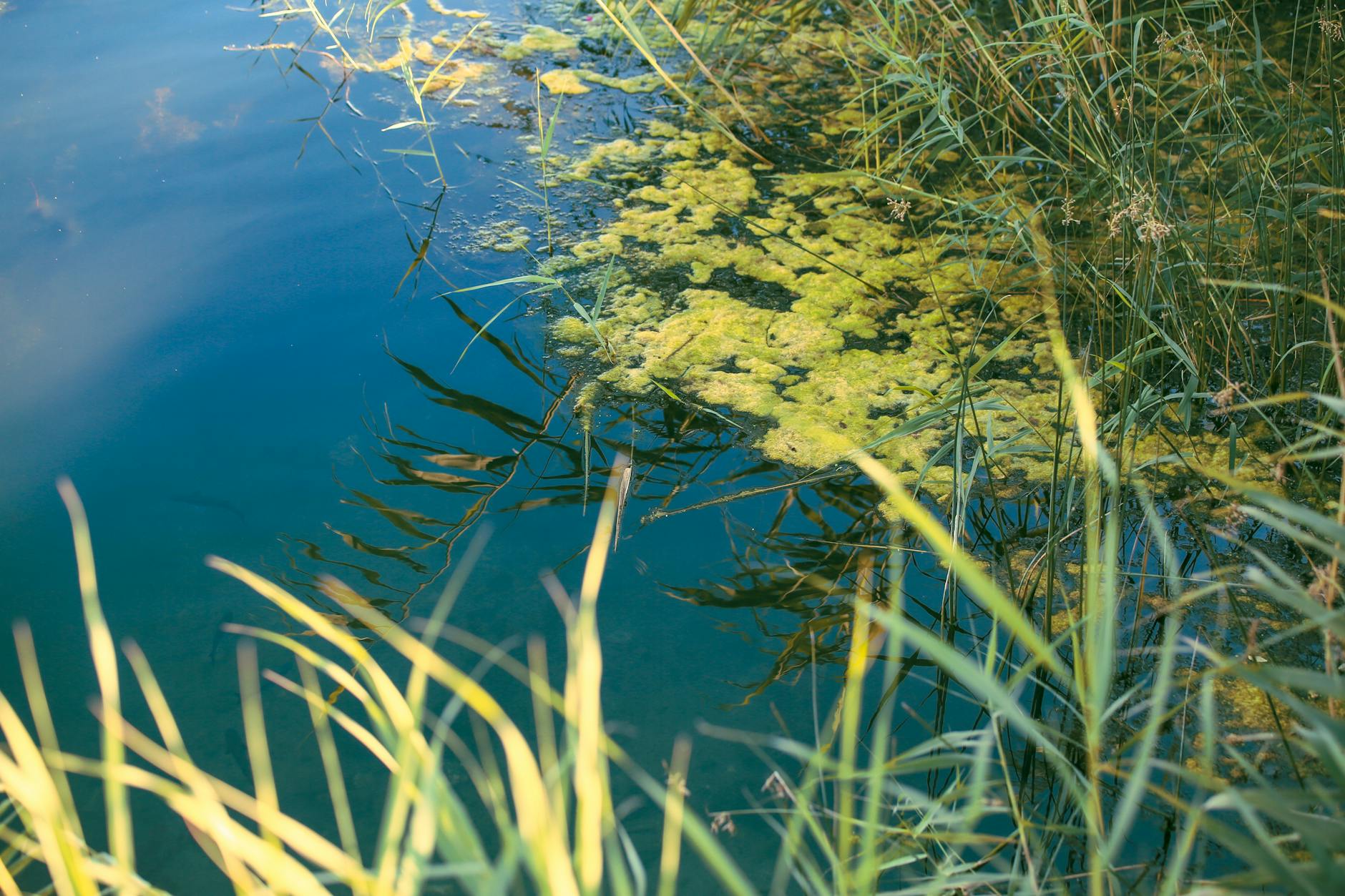 Illustration zu Wasserpflanzen Teich