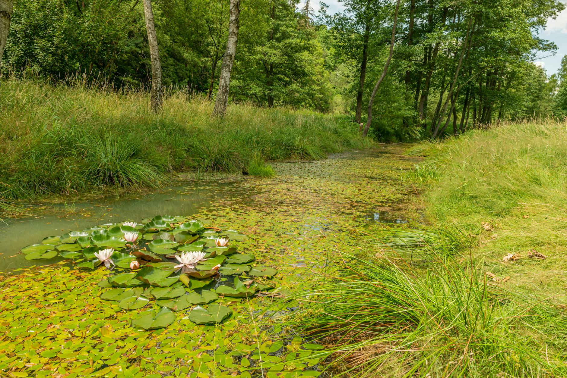 Detailansicht: Wasserpflanzen Teich
