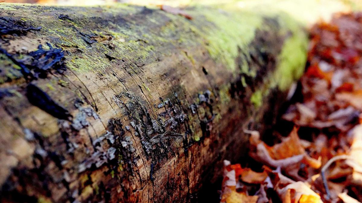 Illustration zu Wehrpflicht österreich